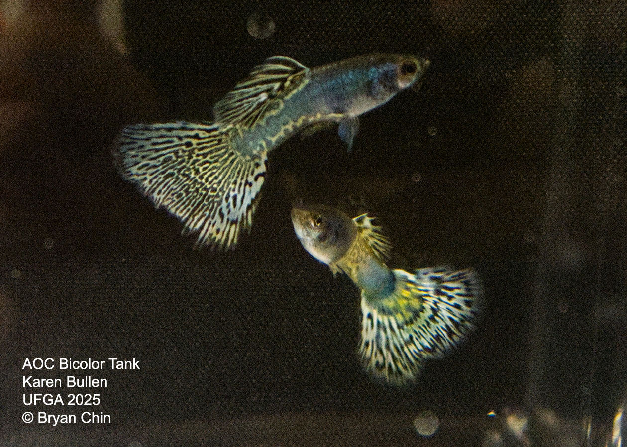 Guppy Bicolor Metal